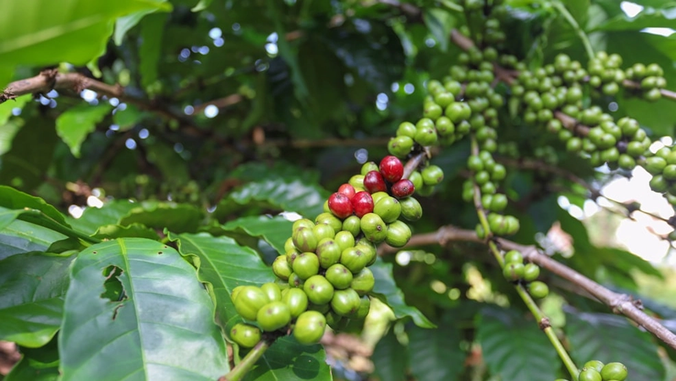 Coffee plant with red and green beans