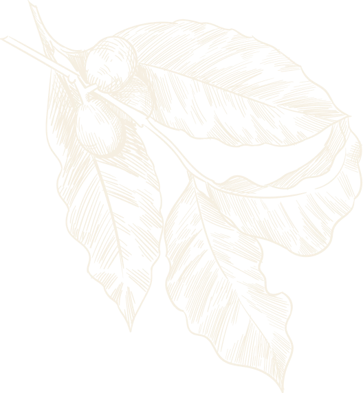 Coffee plant drawing